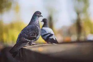 מדביר נמלים